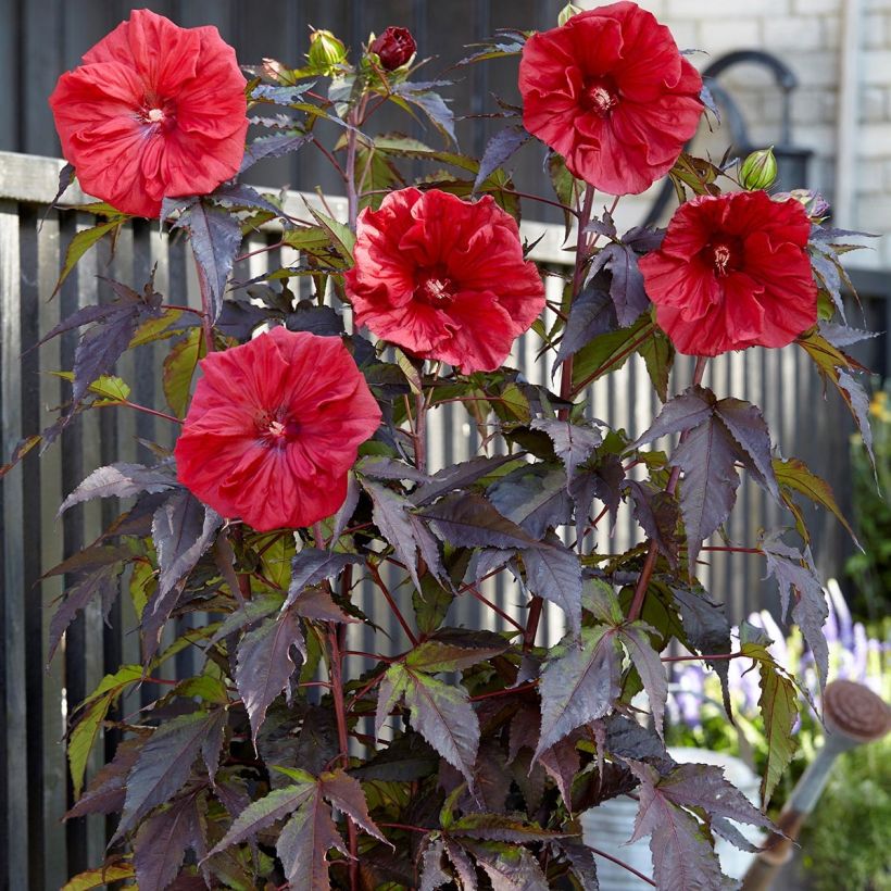 Hibiscus moscheutos Red Wine - Sumpfeibisch (Plant habit)