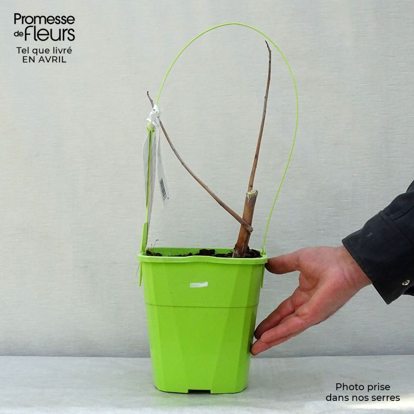 Example of Hibiscus moscheutos Red Wine - Sumpfeibisch Topf mit 4L/5L as you get in printemps