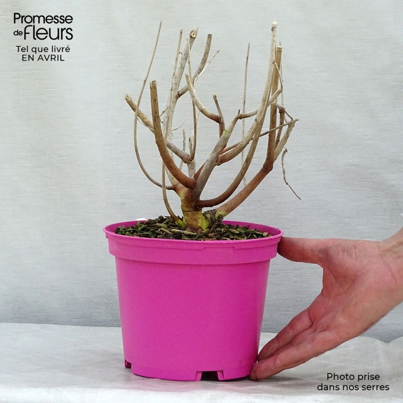 Example of Hibiscus moscheutos Rose - Sumpfeibisch Topf mit 2L/3L as you get in printemps