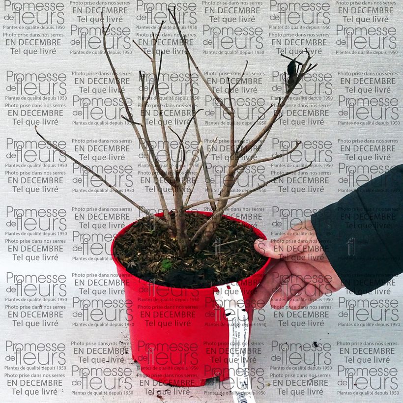 Beispiel eines Exemplars von Hibiscus moscheutos Sweet Caroline - Sumpfeibisch Topf mit 2L/3L wie geliefert