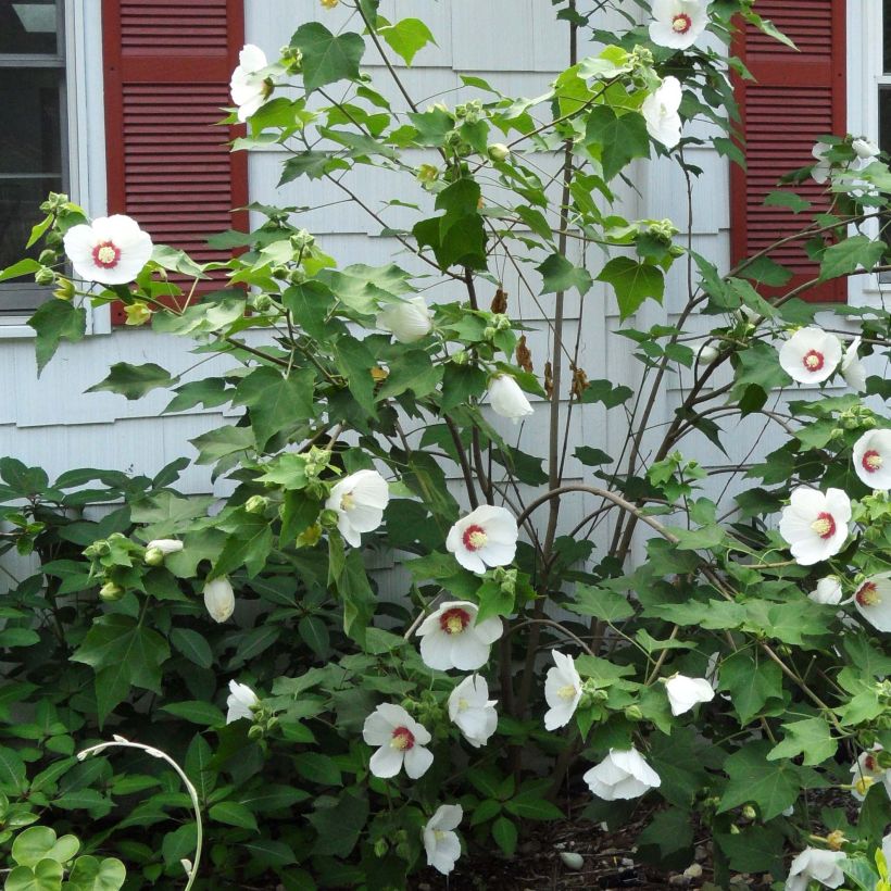 Hibiscus paramutabilis - Hibiskus (Wuchs)