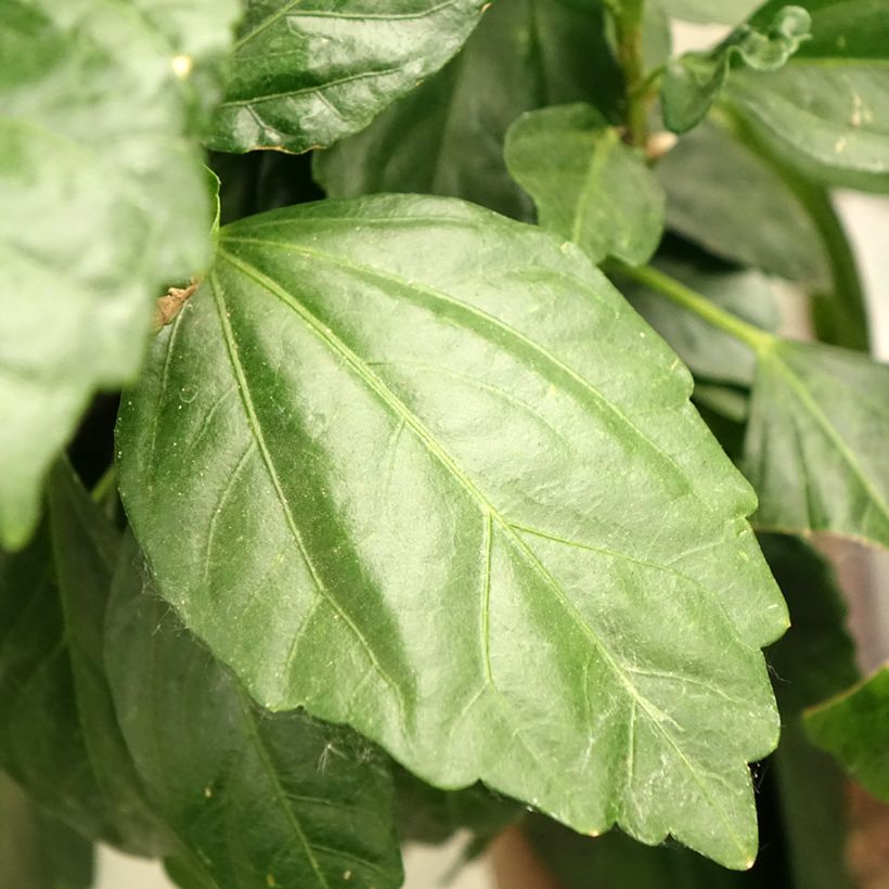 Hibiscus Sunny Cities Premiere Red (Samen) (Laub)