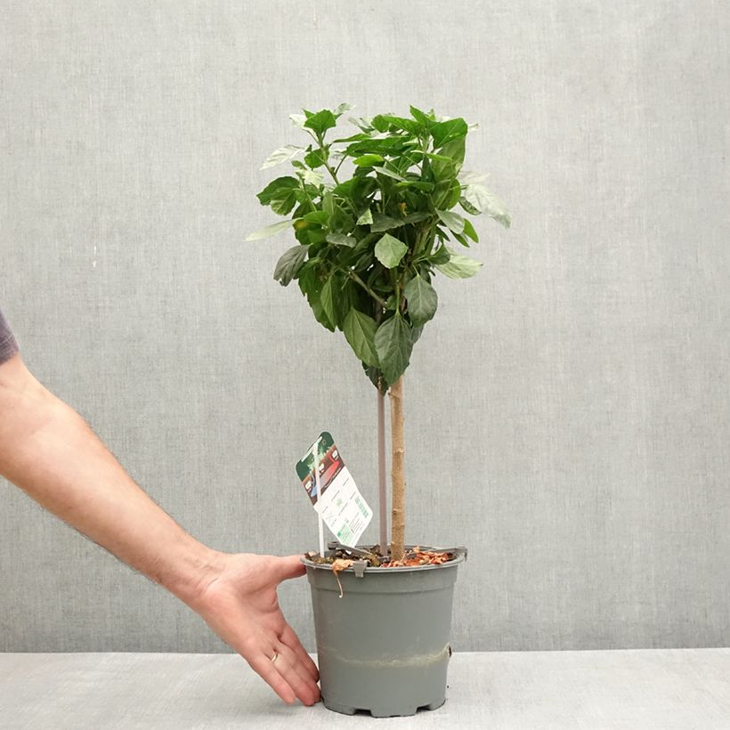 Exemplar von Hibiscus Sunny Cities Premiere Red (Samen) Topf mit 2L/3L wie im Frühjahr geliefert