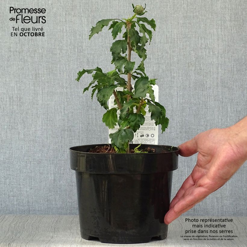 Exemplar von Garten-Hibiscus Azurri - Hibiscus syriacus Topf mit 2L/3L wie im Herbst geliefert