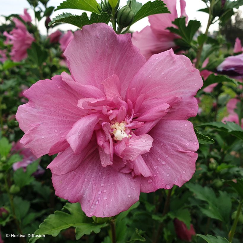 Garten-Hibiscus Beautifull Magenta - Hibiscus syriacus (Flowering)