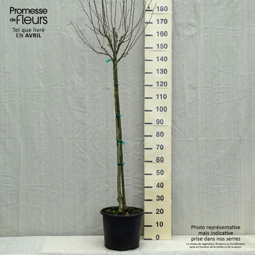 Exemplar von Garten-Hibiscus China Chiffon - Hibiscus syriacus Topf mit 12L/15L, Halbstamm wie im Frühjahr geliefert