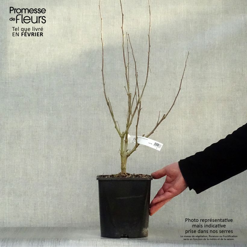 Example of Garten-Hibiscus Eléonore - Hibiscus syriacus Topf mit 2L/3L as you get in hiver