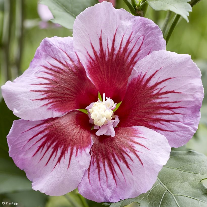 Garten-Hibiscus Flower Tower Purple - Hibiscus syriacus (Flowering)