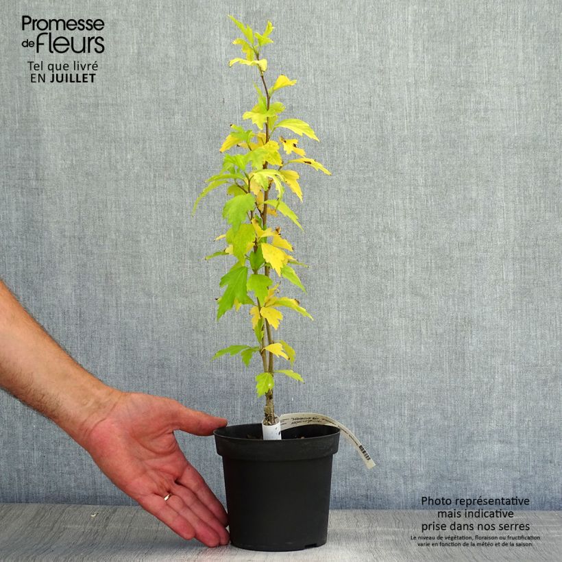 Exemplar von Garten-Hibiscus Flower Tower White - Hibiscus syriacus Topf mit 1,5L/2L wie im Sommer geliefert