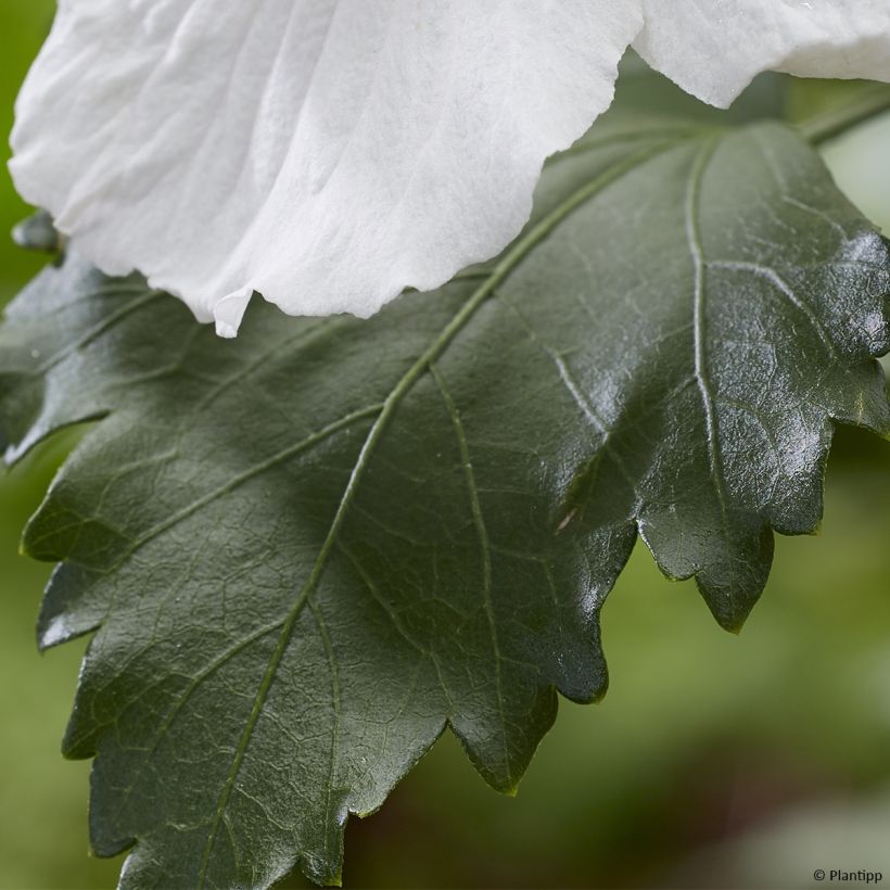 Garten-Hibiscus Flower Tower White - Hibiscus syriacus (Foliage)