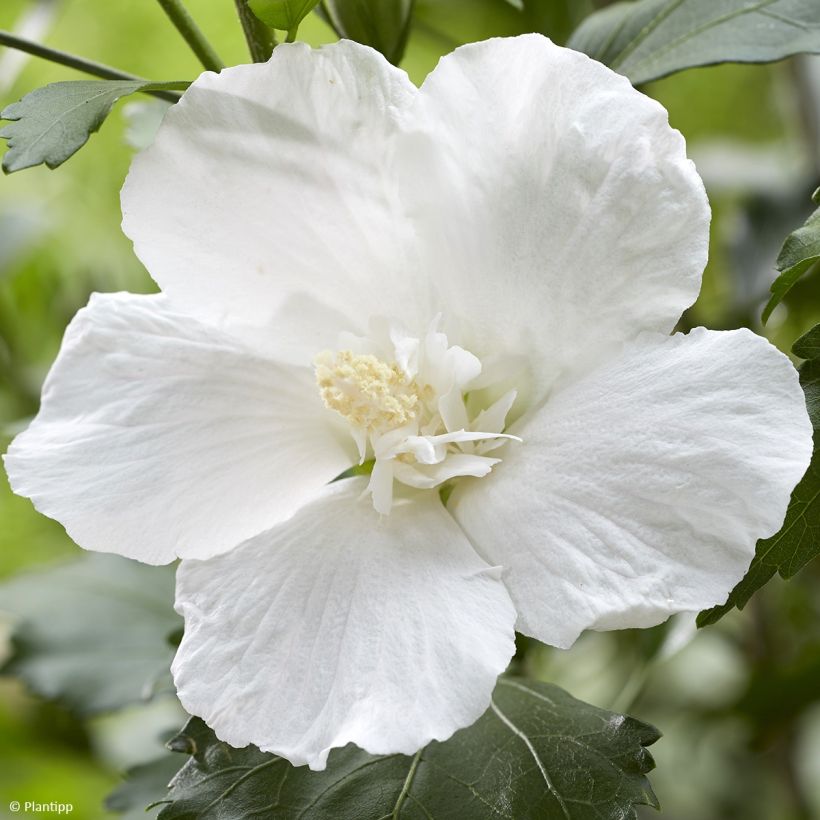 Garten-Hibiscus Flower Tower White - Hibiscus syriacus (Flowering)