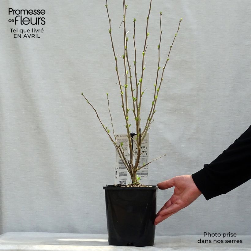 Example of Garten-Hibiscus French Cabaret Pastel - Hibiscus syriacus Topf mit 3L/4L as you get in printemps