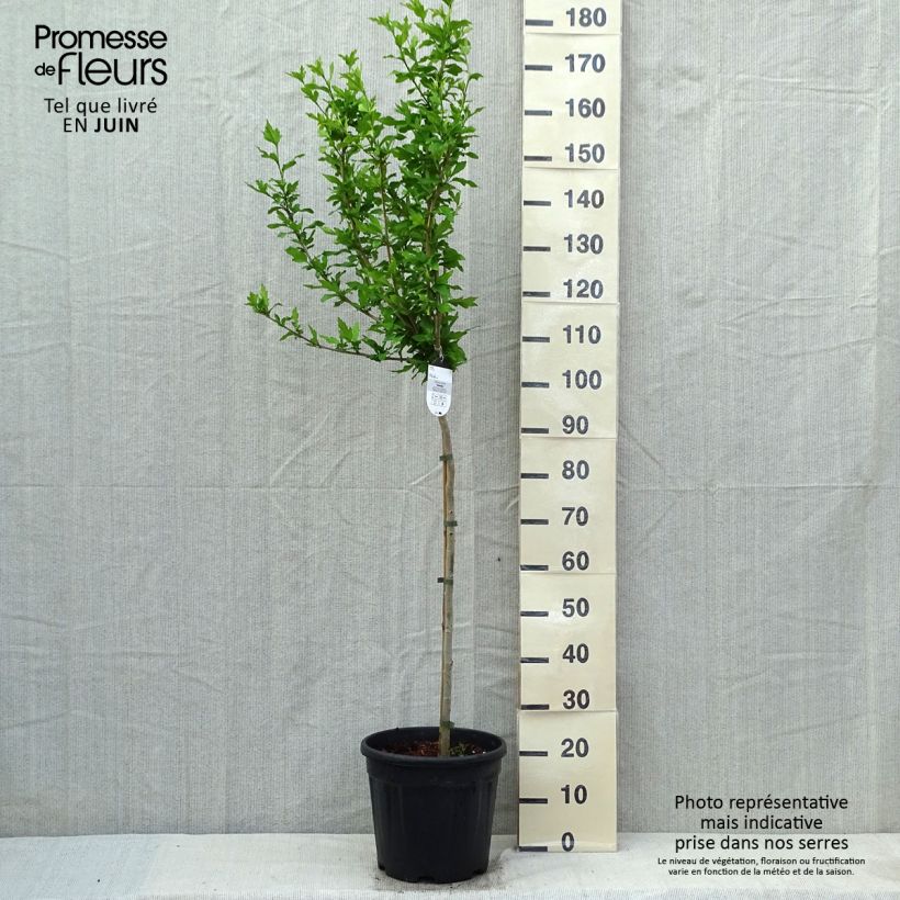 Exemplar von Garten-Hibiscus Hamabo - Hibiscus syriacus Topf mit 7,5L/10L, Halbstamm wie im Frühjahr geliefert