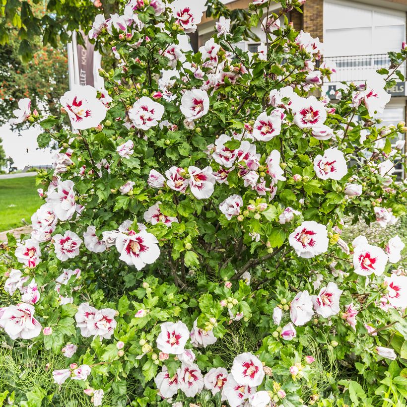 Garten-Hibiscus Hamabo - Hibiscus syriacus (Wuchs)