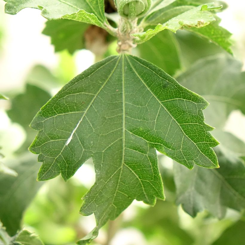 Garten-Hibiscus Hibisa Blanco - Hibiscus syriacus (Foliage)