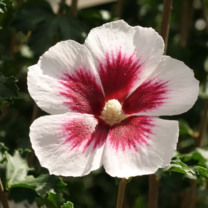 Garten-Hibiscus Hibisa Blanco - Hibiscus syriacus (Flowering)