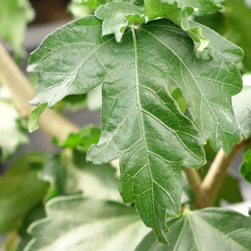 Garten-Hibiscus Hibisa Cocktail - Hibiscus syriacus (Foliage)