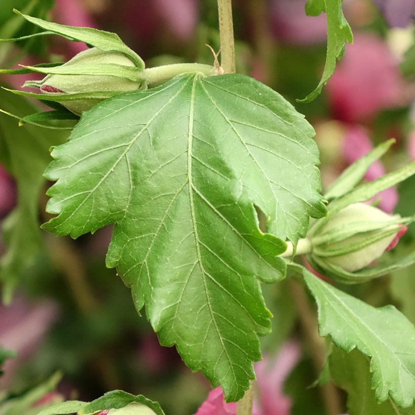 Garten-Hibiscus Hibisa Rosada - Hibiscus syriacus (Foliage)
