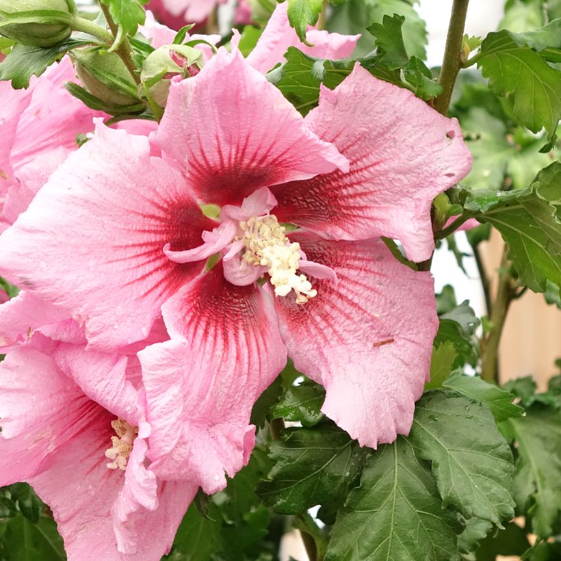 Garten-Hibiscus Hibisa Rosada - Hibiscus syriacus (Flowering)