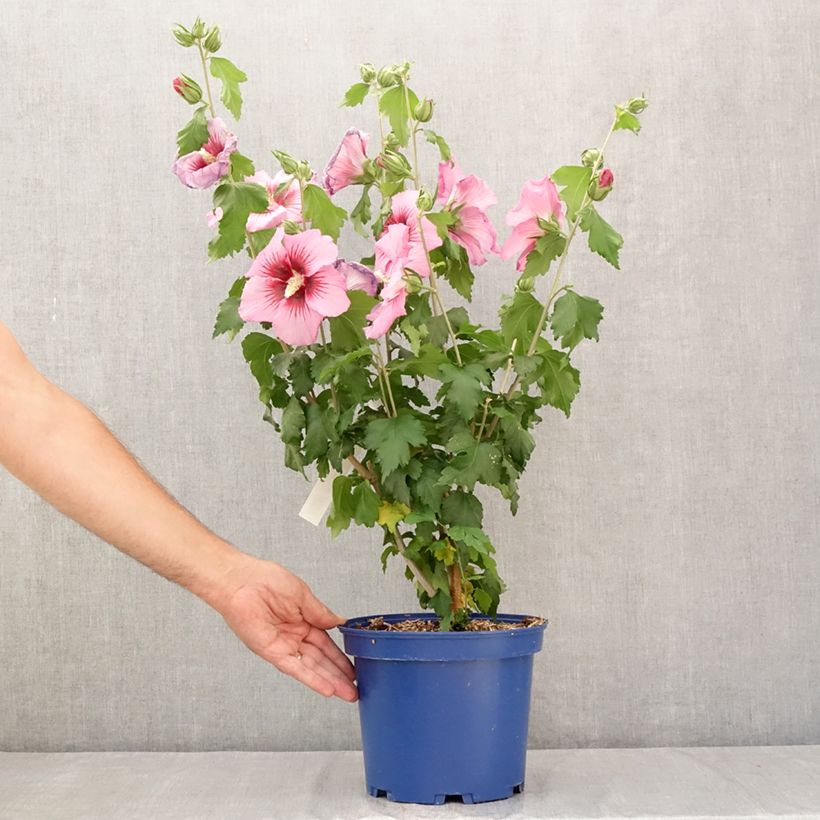 Exemplar von Garten-Hibiscus Hibisa Rosada - Hibiscus syriacus Topf mit 3L/4L wie im Sommer geliefert