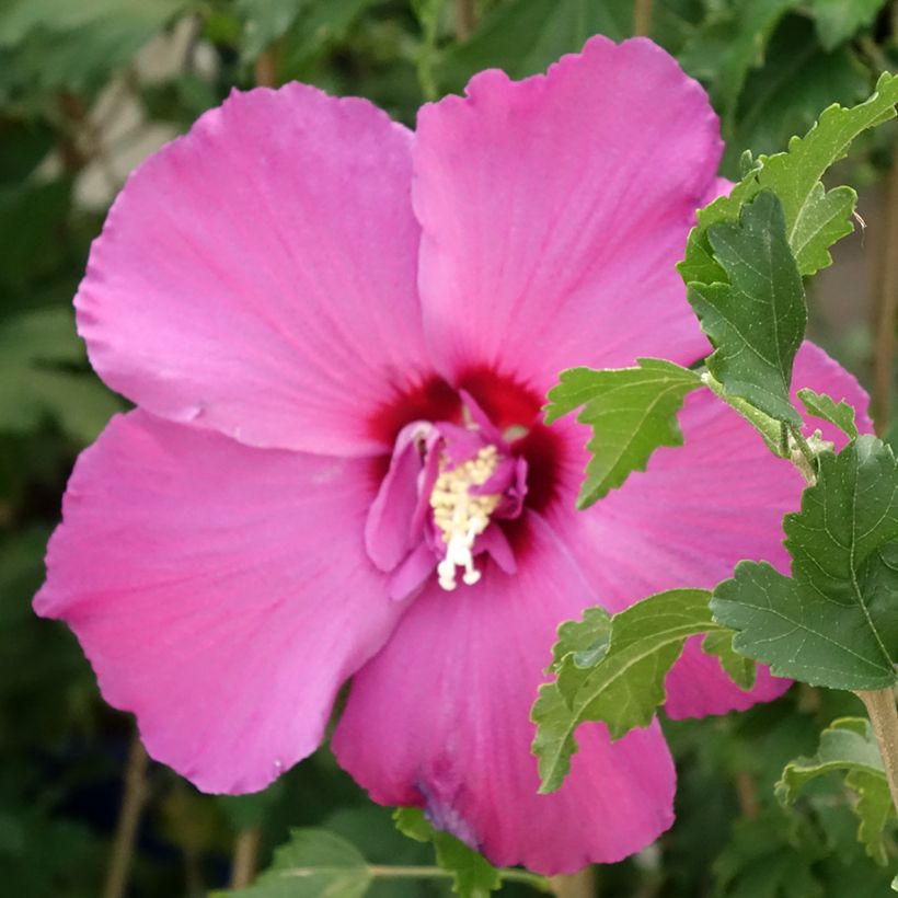 Garten-Hibiscus Hibisa Sangria - Hibiscus syriacus (Blüte)