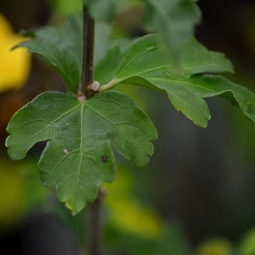 Garten-Hibiscus Lady Stanley - Hibiscus syriacus (Foliage)
