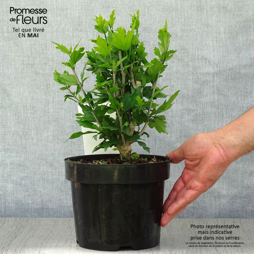 Example of Garten-Hibiscus Lady Stanley - Hibiscus syriacus Topf mit 3L/4L as you get in printemps