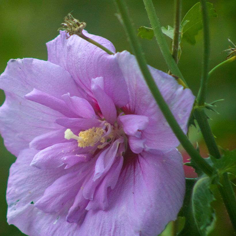 Garten-Hibiscus Lavender Chiffon - Hibiscus syriacus (Blüte)