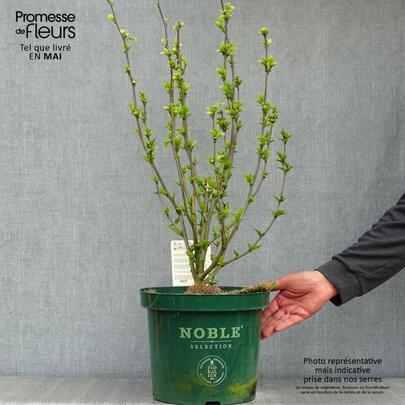 Exemplar von Garten-Hibiscus Lavender Chiffon - Hibiscus syriacus Topf mit 6L/7L wie im Frühjahr geliefert