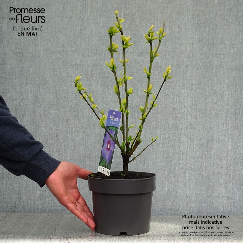 Example of Garten-Hibiscus Marina - Hibiscus syriacus Topf mit 2L/3L as you get in printemps