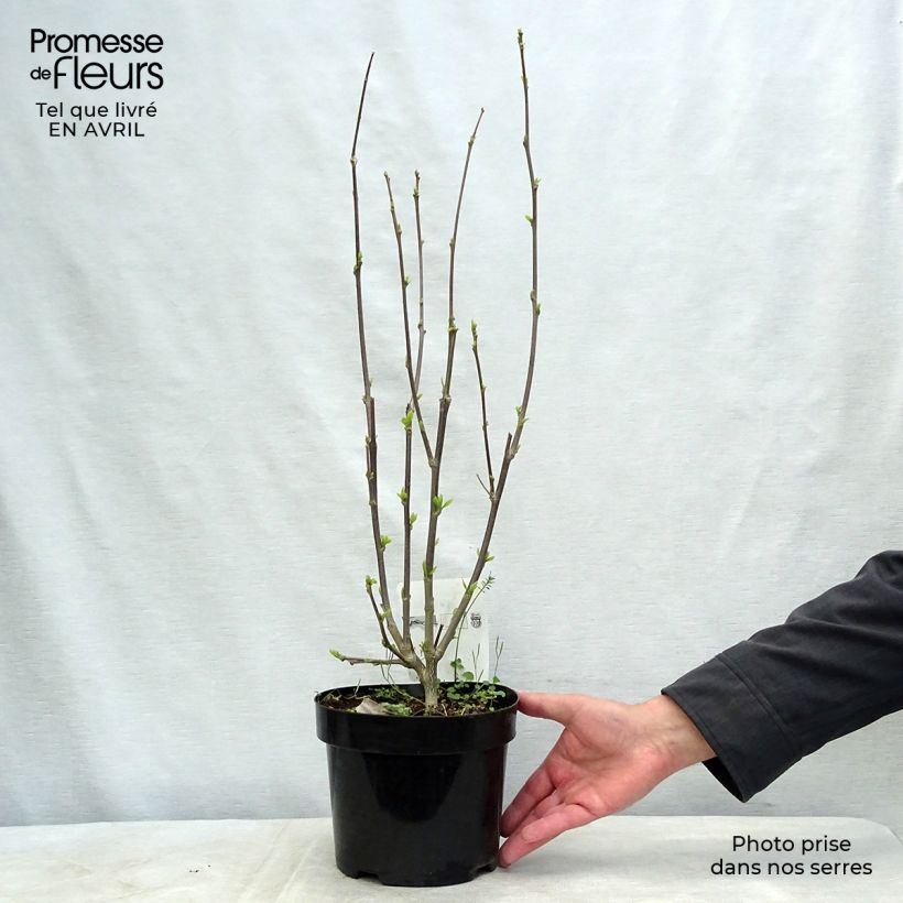 Example of Garten-Hibiscus Shintaeyang - Hibiscus syriacus Topf mit 3L/4L as you get in printemps