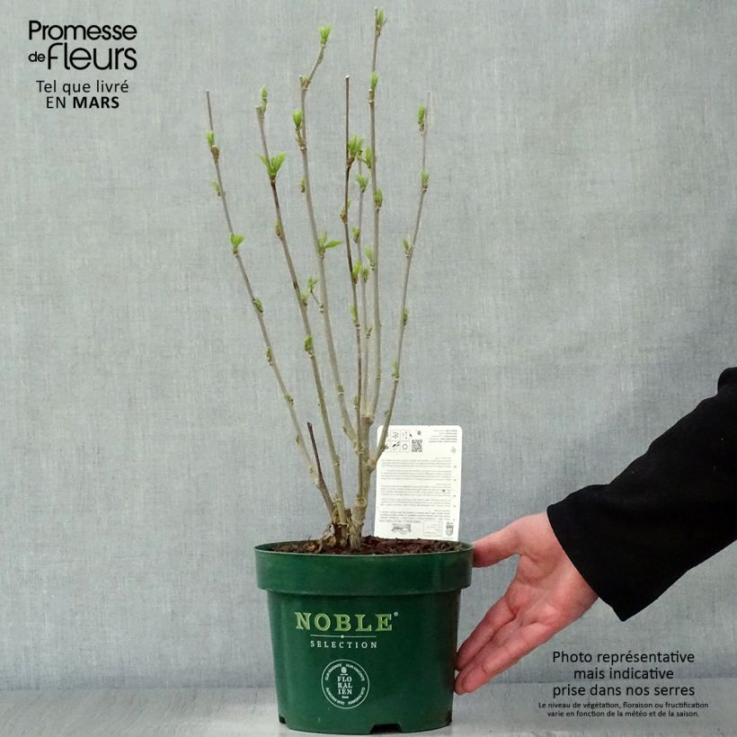 Exemplar von Garten-Hibiscus Starburst Chiffon - Hibiscus syriacus Topf mit 3L/4L wie im Frühjahr geliefert