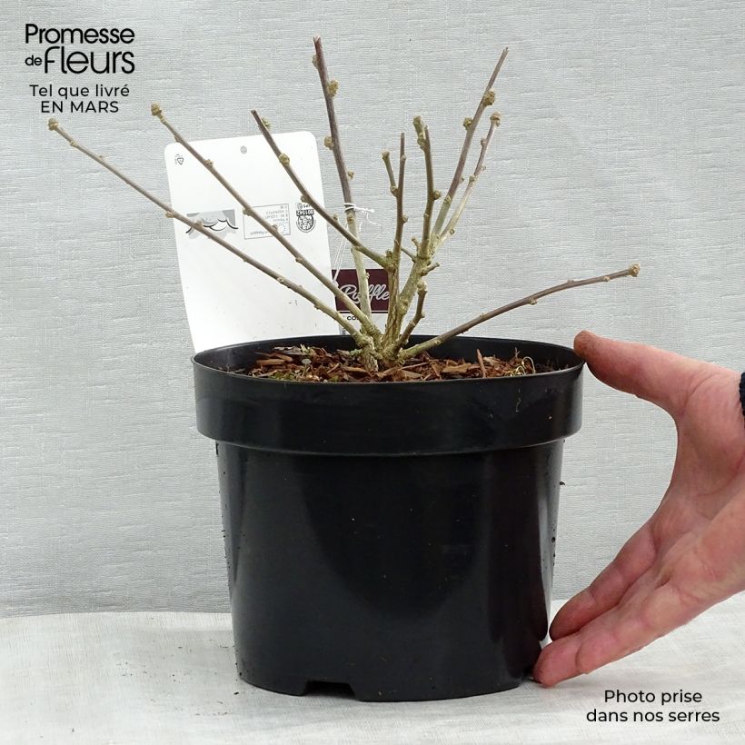 Example of Garten-Hibiscus Summer Ruffle - Hibiscus syriacus Topf mit 3L/4L as you get in printemps