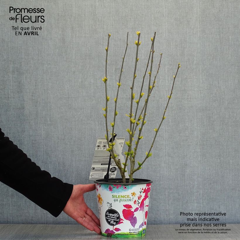 Exemplar von Garten-Hibiscus Sup'Heart - Hibiscus syriacus Topf mit 3L/4L wie im Frühjahr geliefert