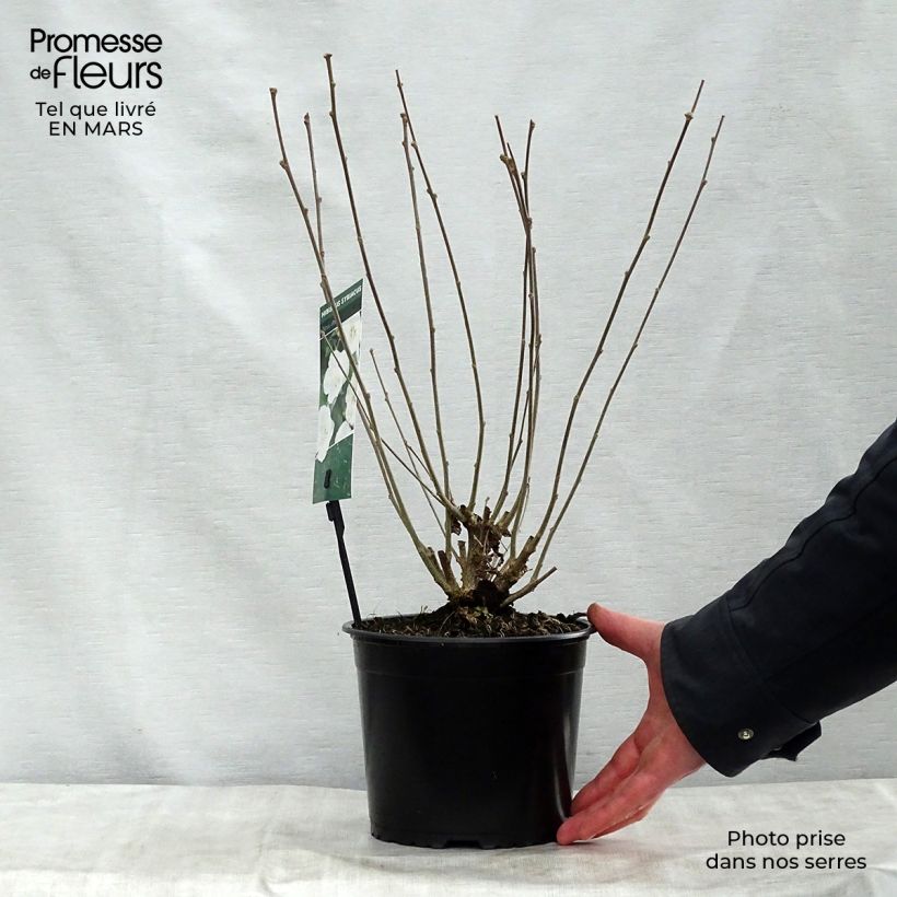 Example of Garten-Hibiscus Totus Albus - Hibiscus syriacus Topf mit 2L/3L as you get in printemps