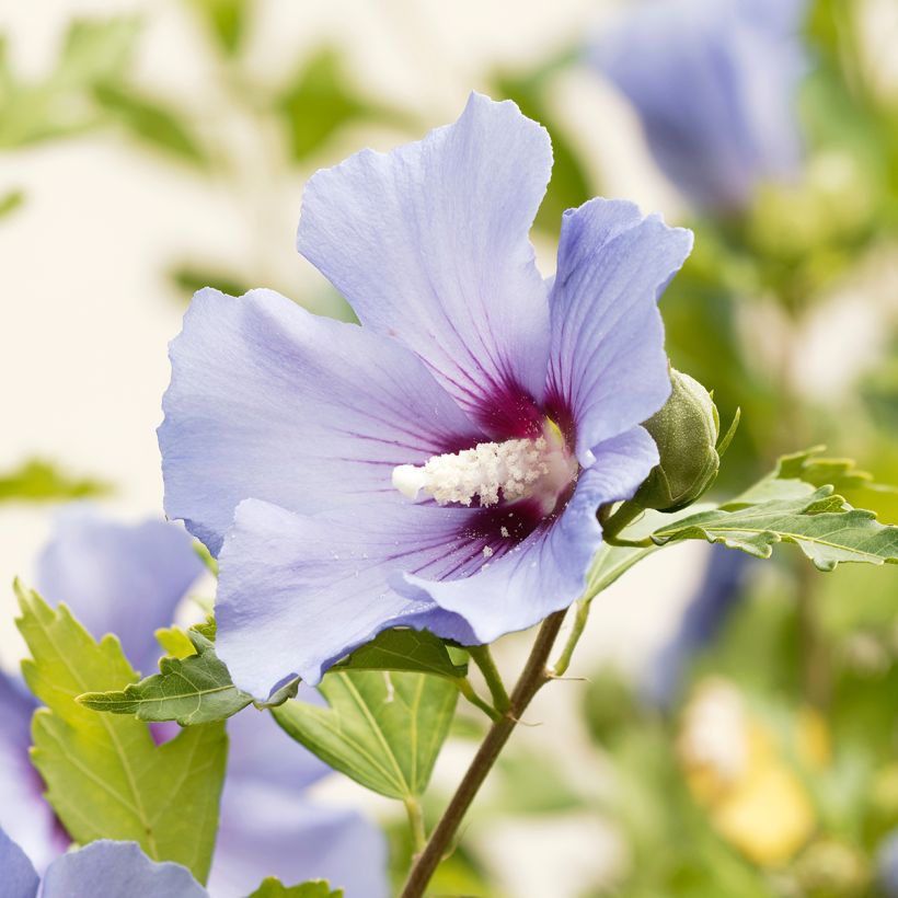 Garten-Hibiscus Ultramarine - Hibiscus syriacus (Flowering)