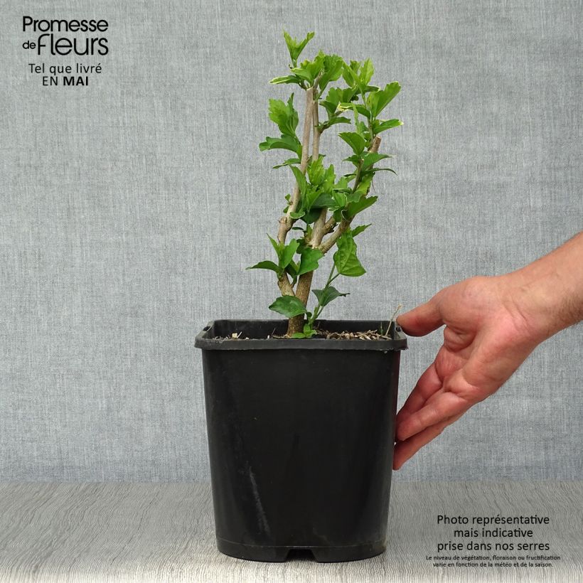 Example of Garten-Hibiscus Ultramarine - Hibiscus syriacus Topf mit 3L/4L as you get in printemps