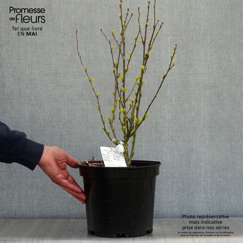 Example of Garten-Hibiscus Ultramarine - Hibiscus syriacus Topf mit 7,5L/10L as you get in printemps