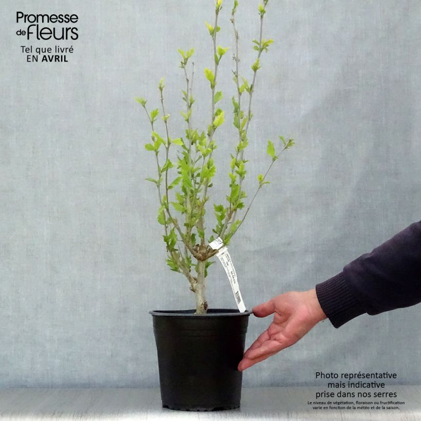 Example of Garten-Hibiscus White Chiffon - Hibiscus syriacus Topf mit 2L/3L as you get in printemps