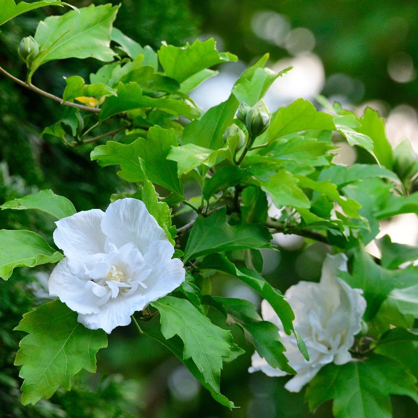 Garten-Hibiscus White Chiffon - Hibiscus syriacus (Foliage)