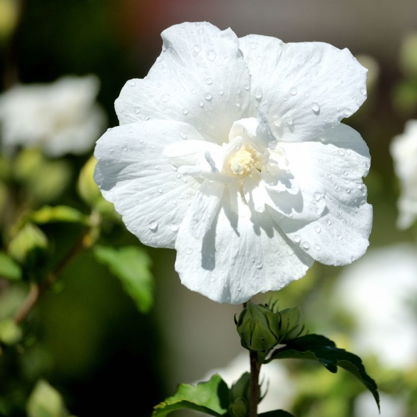 Garten-Hibiscus White Chiffon - Hibiscus syriacus (Flowering)