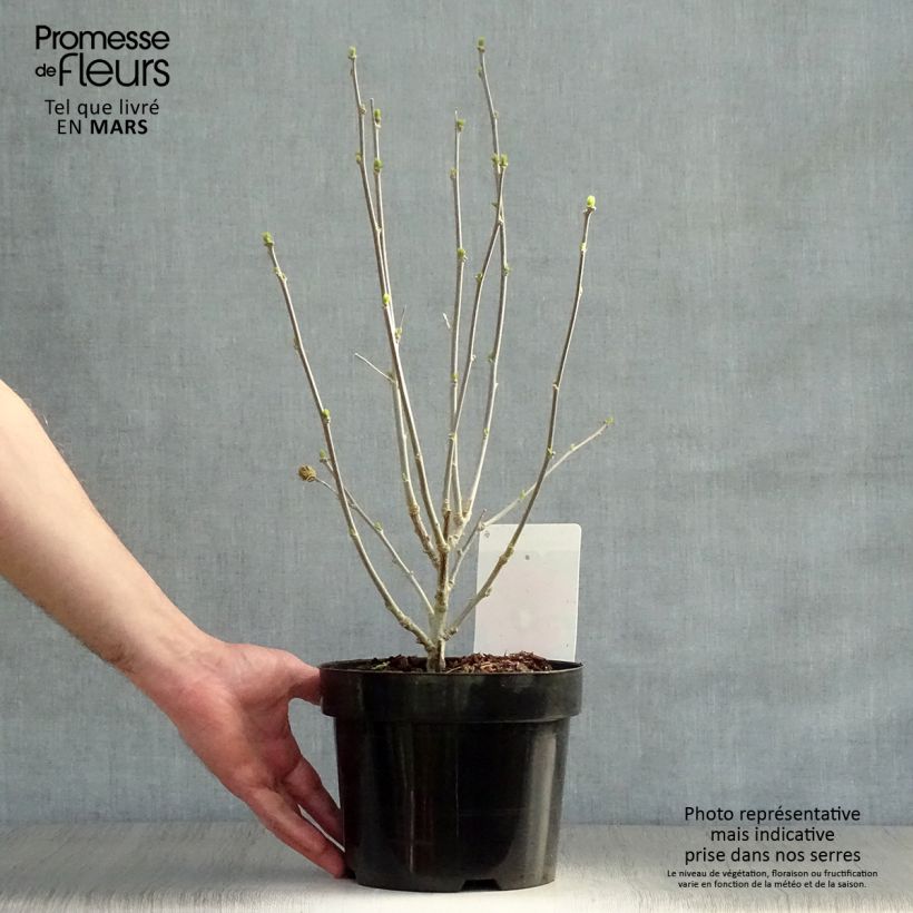 Example of Garten-Hibiscus Woodbridge - Hibiscus syriacus Topf mit 2L/3L as you get in printemps