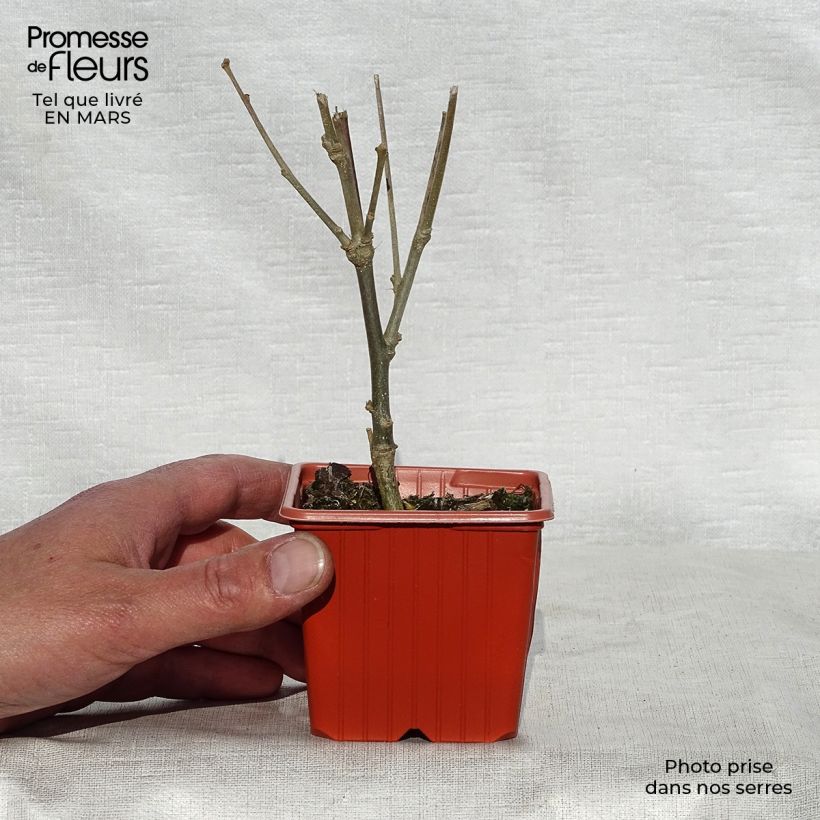 Example of Garten-Hibiscus Woodbridge - Hibiscus syriacus Kleine Töpfe von 8/9 cm as you get in printemps