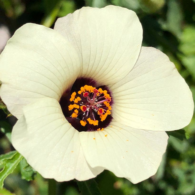 Hibiscus trionum - Stundenblume (Flowering)