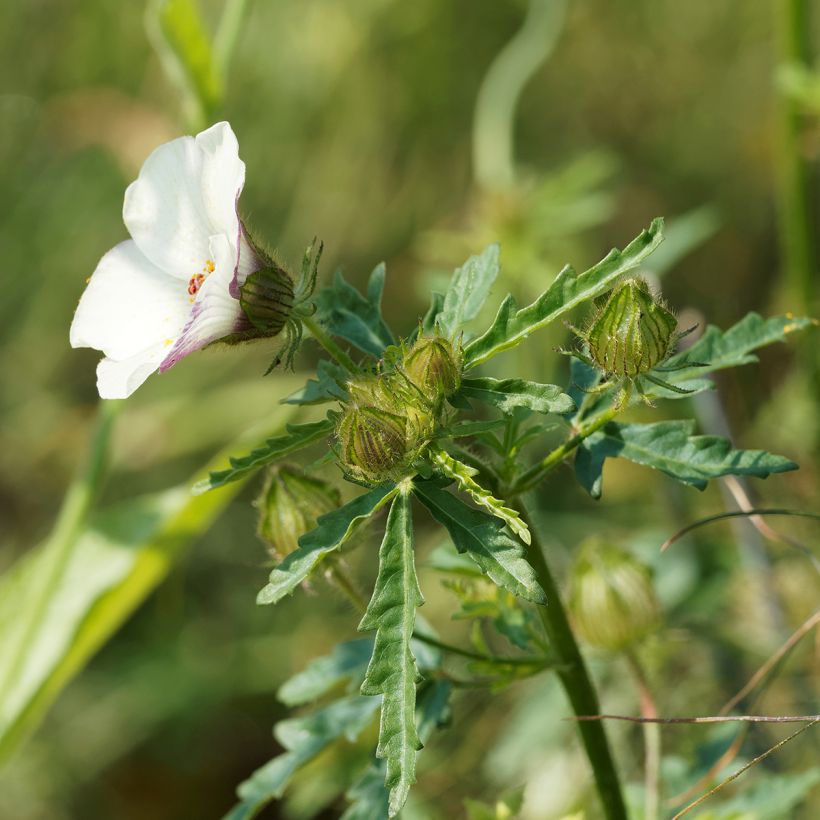 Hibiscus trionum - Stundenblume (Foliage)
