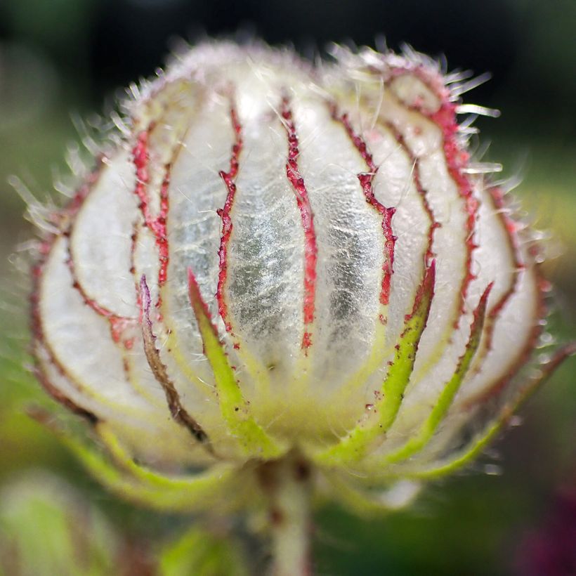 Hibiscus trionum - Stundenblume (Harvest)