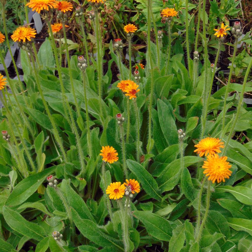 Hieracium aurantiacum - Orangerotes Habichtskraut (Wuchs)