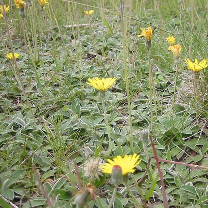 Hieracium pilosella - Kleines Habichtskraut (Wuchs)