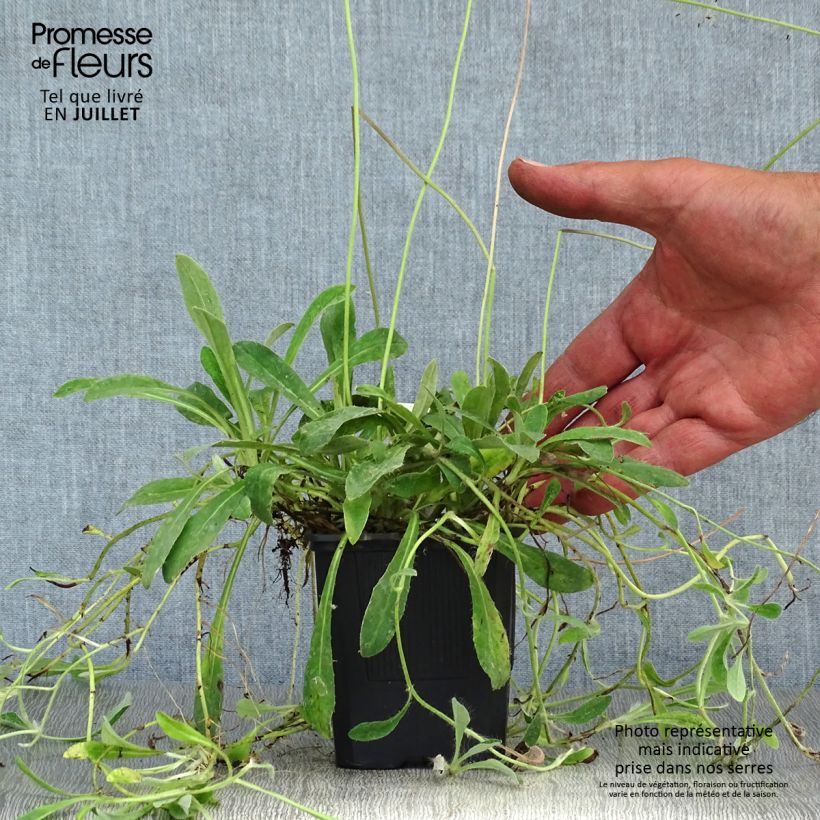 Exemplar von Hieracium pilosella - Kleines Habichtskraut Kleine Töpfe von 8/9 cm wie im Sommer geliefert