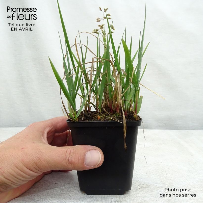 Exemplar von Duftendes Mariengras - Hierochloe odorata Kleine Töpfe von 8/9 cm wie im Frühjahr geliefert